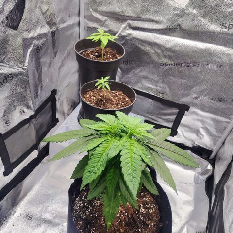 C-wa Haze growlog timeline photo