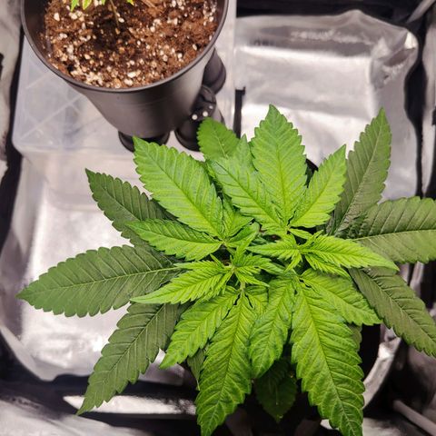 C-wa Haze growlog timeline photo
