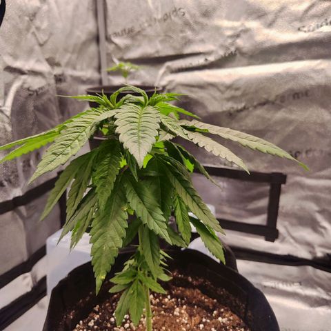 C-wa Haze growlog timeline photo