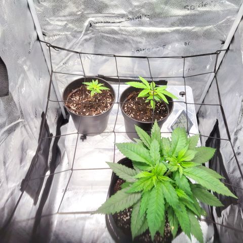C-wa Haze growlog timeline photo