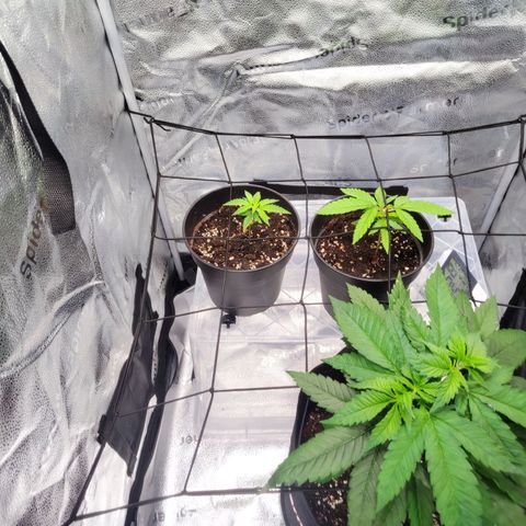 C-wa Haze growlog timeline photo