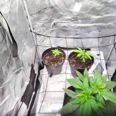 C-wa Haze growlog timeline photo