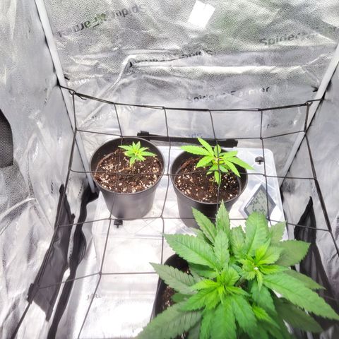 C-wa Haze growlog timeline photo