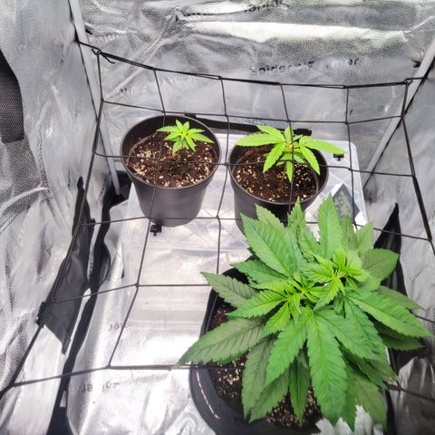 C-wa Haze growlog timeline photo