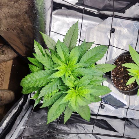 C-wa Haze growlog timeline photo