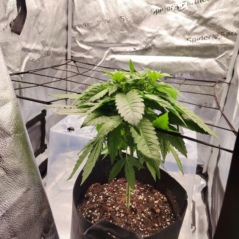 C-wa Haze growlog timeline photo