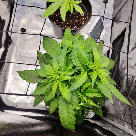 C-wa Haze growlog timeline photo