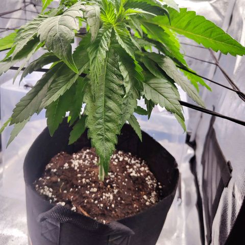 C-wa Haze growlog timeline photo