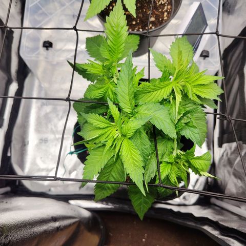 C-wa Haze growlog photo: Nach dem zrimmen