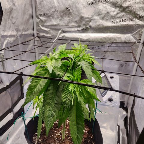 C-wa Haze growlog photo: Nach dem zrimmen