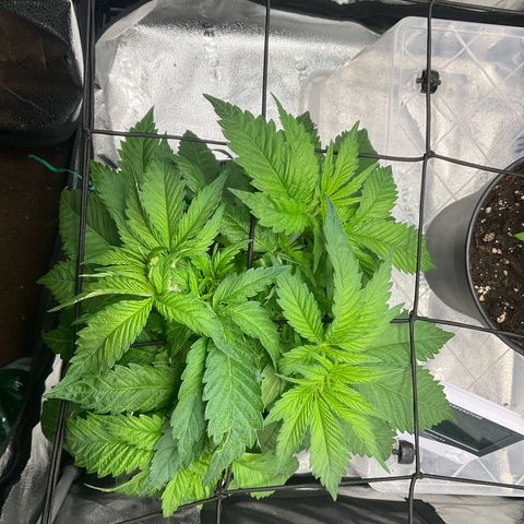 C-wa Haze growlog timeline photo