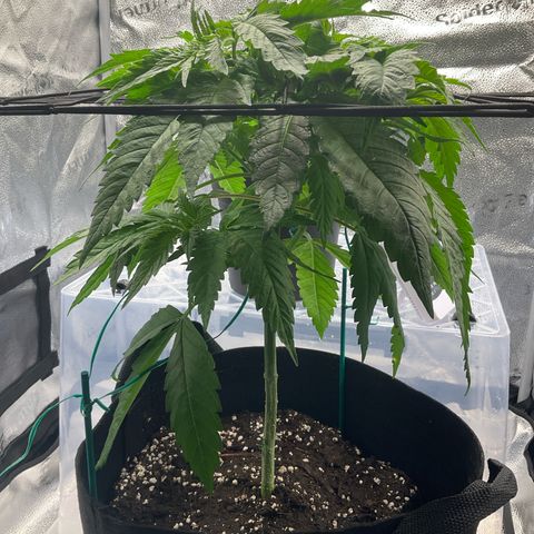 C-wa Haze growlog timeline photo