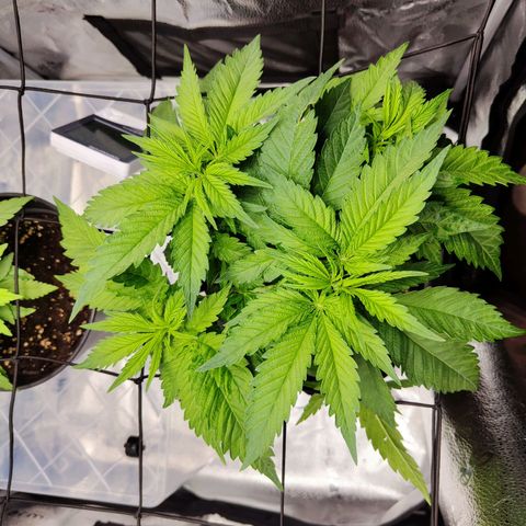 C-wa Haze growlog timeline photo