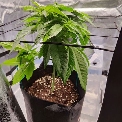 C-wa Haze growlog timeline photo