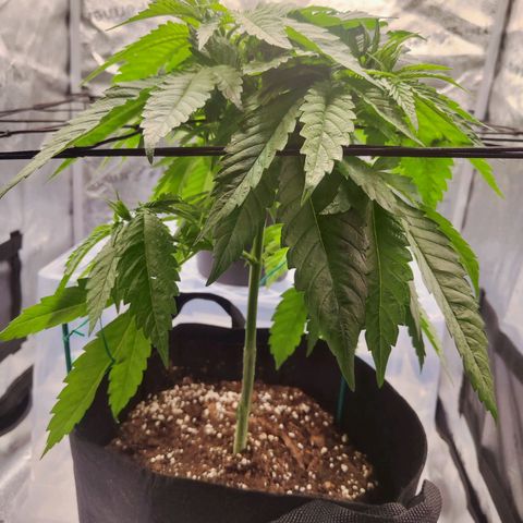 C-wa Haze growlog timeline photo