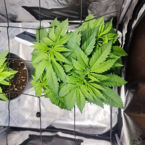 C-wa Haze growlog timeline photo