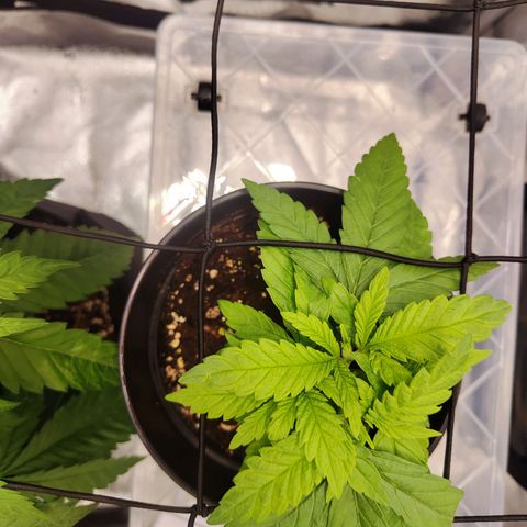 C-wa Haze growlog timeline photo