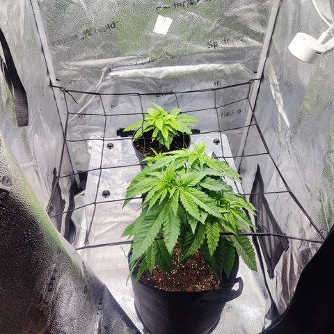 C-wa Haze growlog timeline photo