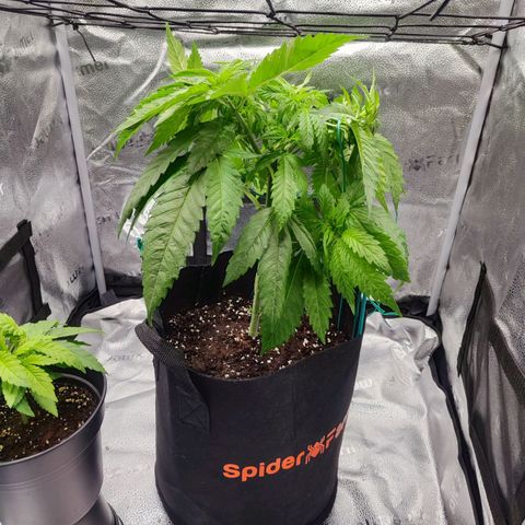 C-wa Haze growlog timeline photo