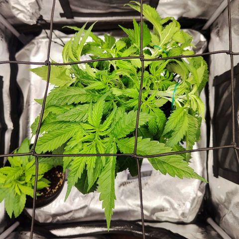 C-wa Haze growlog timeline photo
