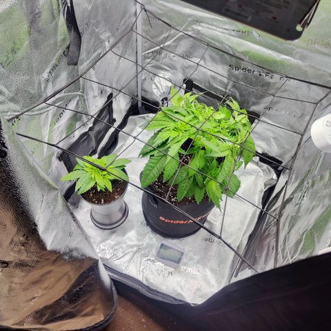 C-wa Haze growlog timeline photo
