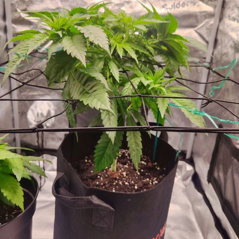 C-wa Haze growlog timeline photo