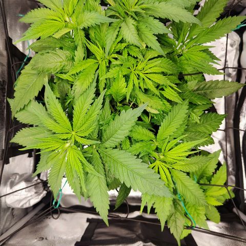 C-wa Haze growlog timeline photo