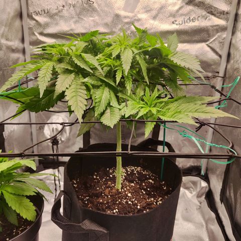 C-wa Haze growlog timeline photo