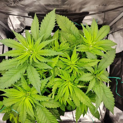 C-wa Haze growlog timeline photo