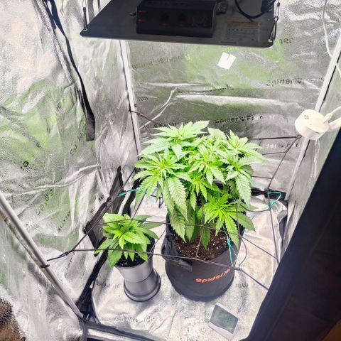 C-wa Haze growlog timeline photo