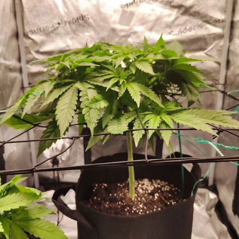 C-wa Haze growlog timeline photo
