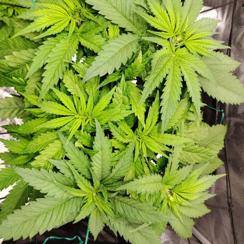 C-wa Haze growlog timeline photo