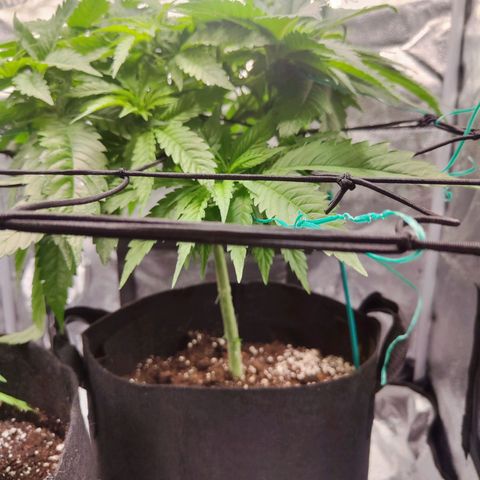C-wa Haze growlog timeline photo