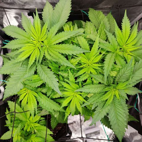 C-wa Haze growlog timeline photo