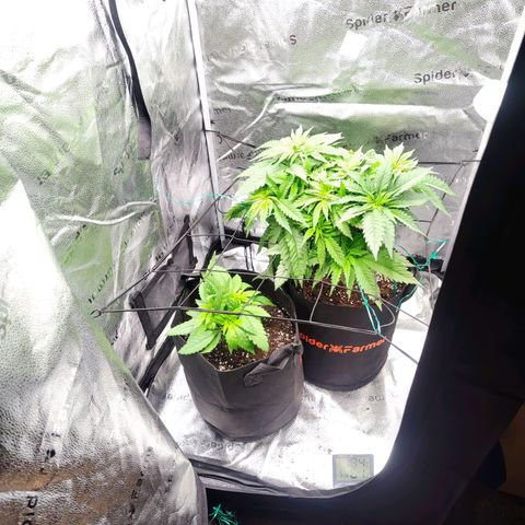 C-wa Haze growlog timeline photo