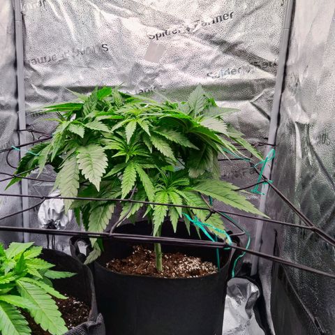 C-wa Haze growlog timeline photo