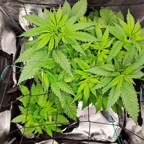 C-wa Haze growlog timeline photo