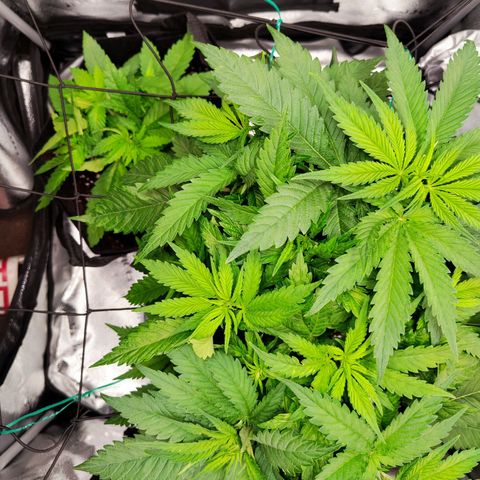 C-wa Haze growlog timeline photo