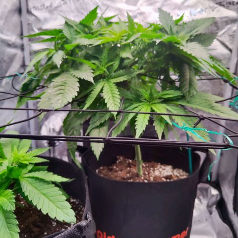 C-wa Haze growlog timeline photo