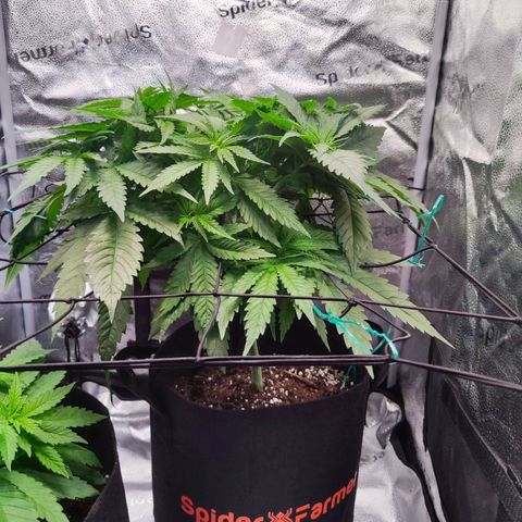 C-wa Haze growlog timeline photo