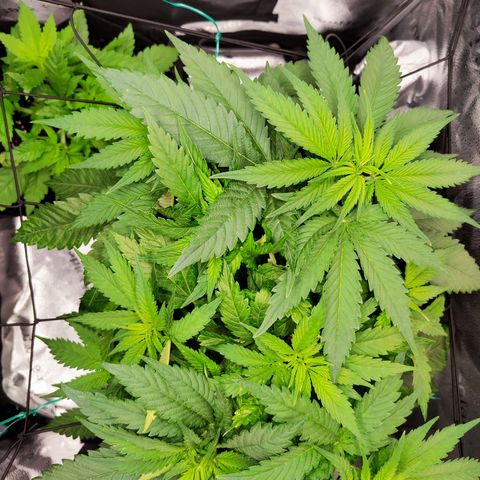 C-wa Haze growlog timeline photo