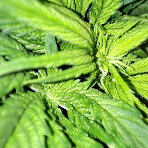 C-wa Haze growlog photo: Die erste "pistol" die Pflanze ist jetzt offiziell am blühen 