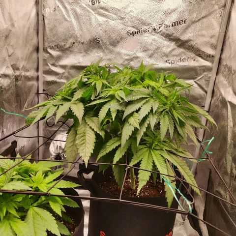 C-wa Haze growlog timeline photo