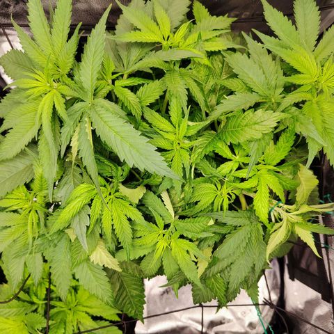 C-wa Haze growlog timeline photo