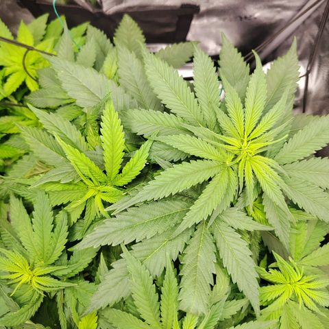 C-wa Haze growlog timeline photo