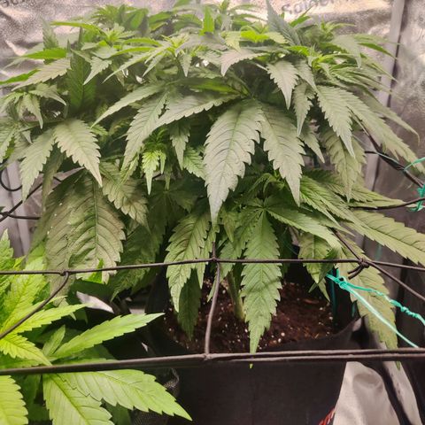 C-wa Haze growlog timeline photo
