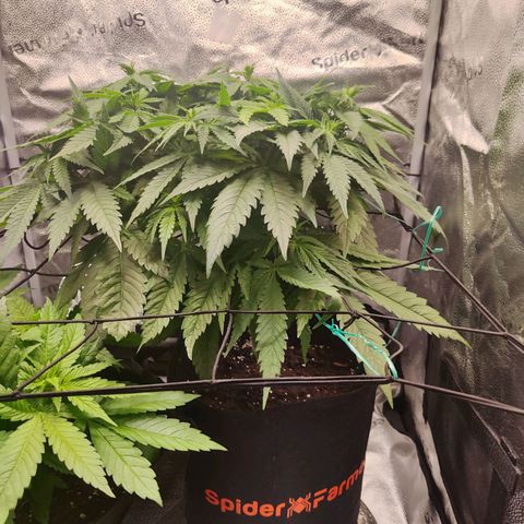 C-wa Haze growlog timeline photo
