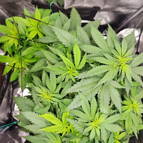 C-wa Haze growlog timeline photo
