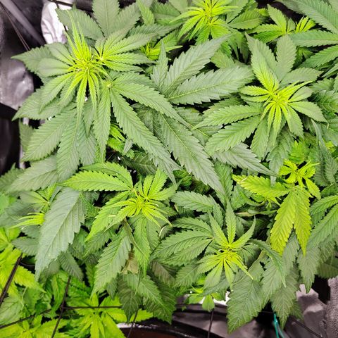 C-wa Haze growlog timeline photo