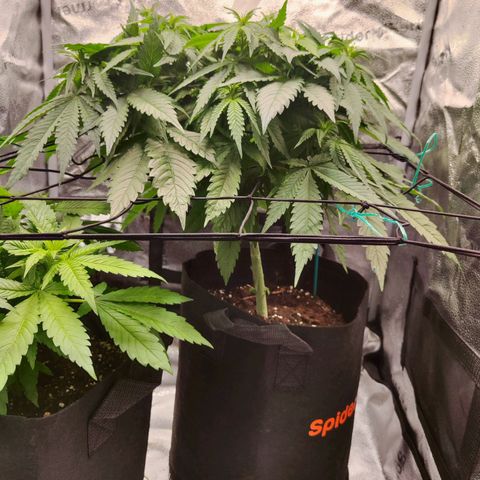 C-wa Haze growlog timeline photo